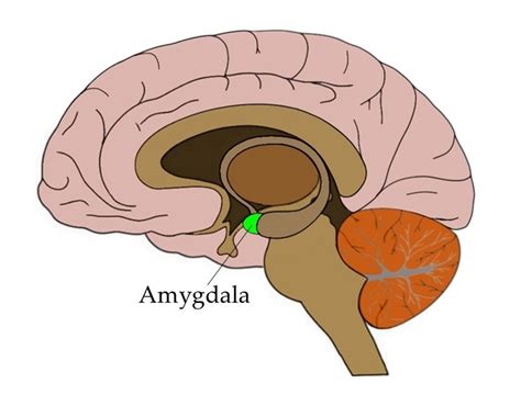 Know Your Brain: Amygdala — Neuroscientifically Challenged