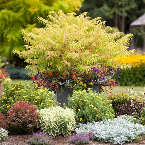 21 Best Shrubs for Shade That Thrive Without Much Sun