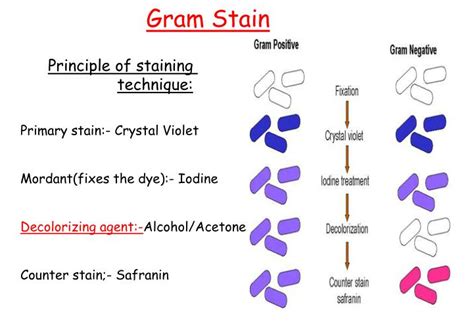 Gram staining: Principle, Requirements, Procedure and Microscopic ...