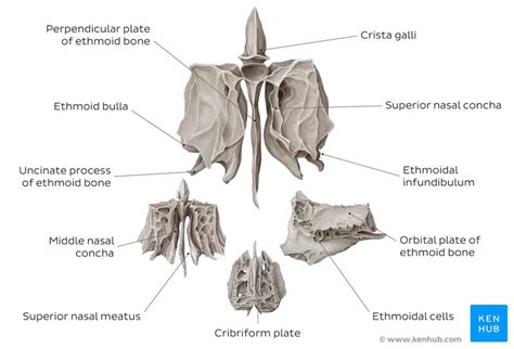 Ethmoid bone: Anatomy, borders and development | Kenhub