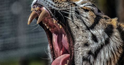 Close up of Tiger Roaring · Free Stock Photo