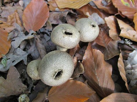 Puffball Spores - Lichen Labs