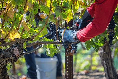 How to Grape Harvest to Make Incredible Wine | Learning to Somm