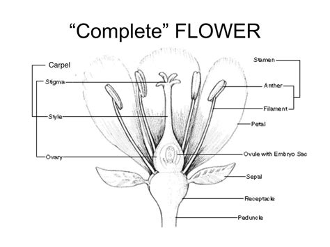 PPT - Flower morphology PowerPoint Presentation, free download - ID:3614831