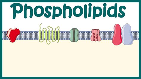 Where Are Phospholipids Found In The Body