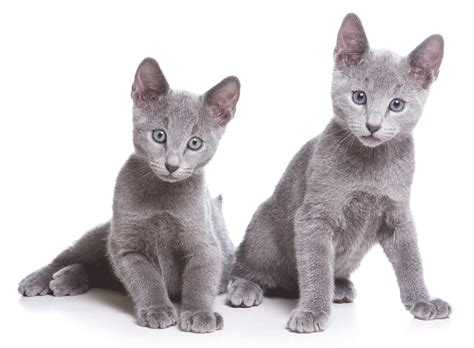 Russian Blue Breeders Australia | Russian Blue Info & kittens