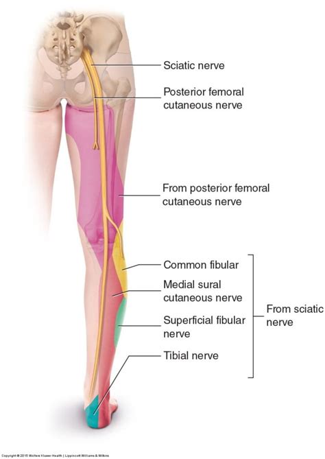 Sciatic Nerve Sensory Dermatome - Dermatomes Chart and Map