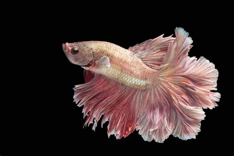 Pink Betta Fish: A Spectacular, Lively, and Bright Breed