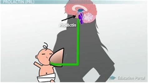 Hormones of the Pituitary Gland | Overview, Types & Examples - Lesson ...