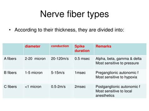 PPT - Nerve and Muscle PowerPoint Presentation, free download - ID:3025582