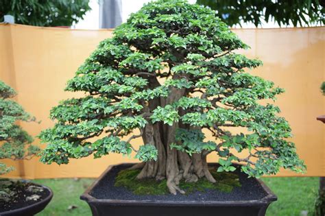 .: TIPS PENTING DALAM MENGKERDILKAN BONSAI