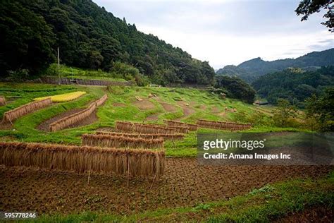 Oyama Senmaida Rice Terraces Photos and Premium High Res Pictures ...