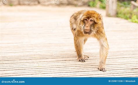 Vertical Shot of a Brown Monkey Walking on the Road Stock Photo - Image ...