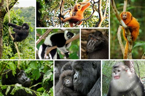 Most Primate Species Threatened With Extinction, Scientists Find - The ...