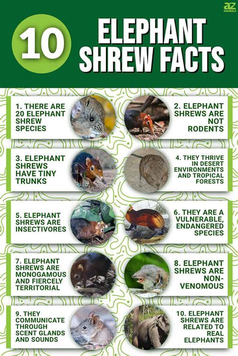 10 Interesting Facts About Elephant Shrews - A-Z Animals