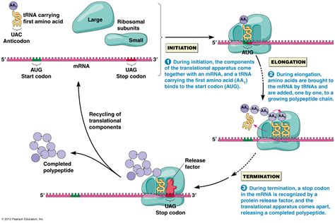 Translation In Protein Synthesis | A-Level Biology Revision Notes