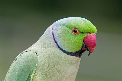 Indian Ringneck Parrot-Cobalt | ubicaciondepersonas.cdmx.gob.mx