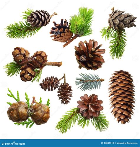 Set of Fir Evergreen Tree Branches and Cones Stock Photo - Image of ...