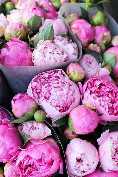 Pink Peonies Pictures, Photos, and Images for Facebook, Tumblr ...