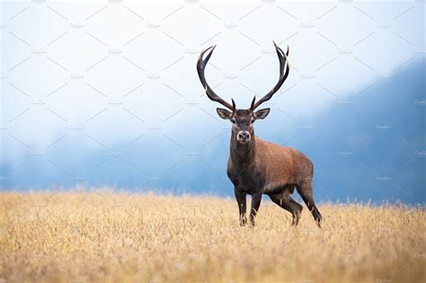 Red deer with big antlers standing | Animal Stock Photos ~ Creative Market