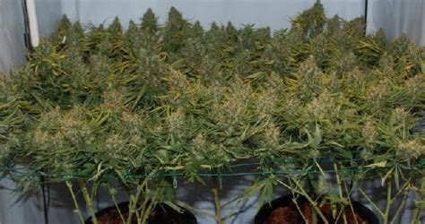 Scrog 101 – Step-by-Step Scrogging Tutorial – Bud Billions – Your ...