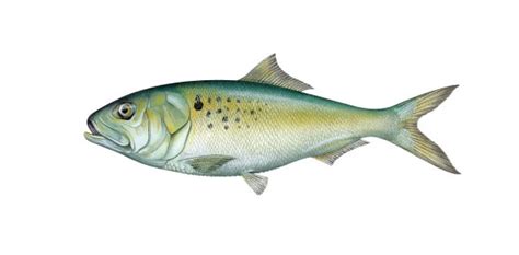 Learn about Atlantic menhaden | Mass.gov