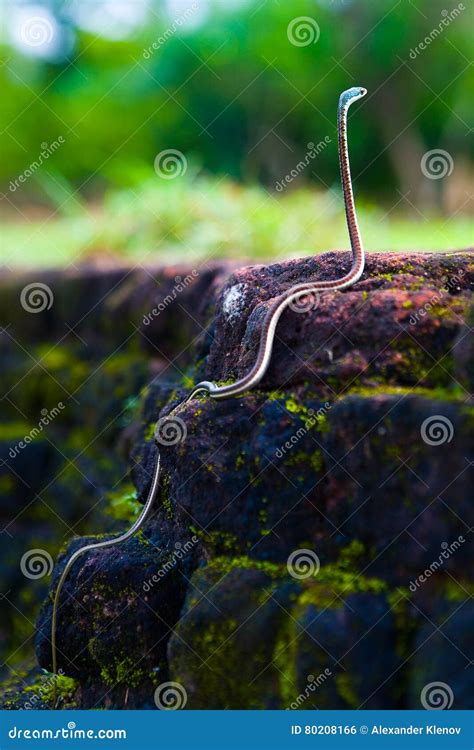 Snake stock photo. Image of ceylon, tape, rocks, zigzag - 80208166