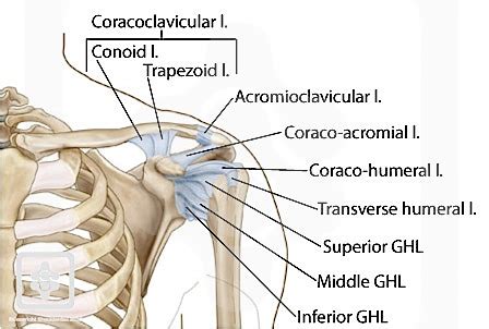 Shoulder Ligaments | ShoulderDoc