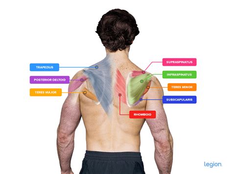 How to Do the Face Pull: Benefits, Form, & Alternatives | Legion