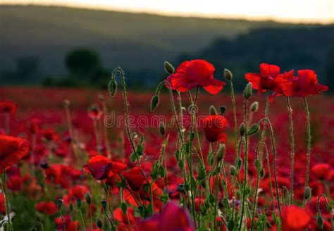 Vivid Red Poppy Field at Sunset Stock Image - Image of context, genesis ...