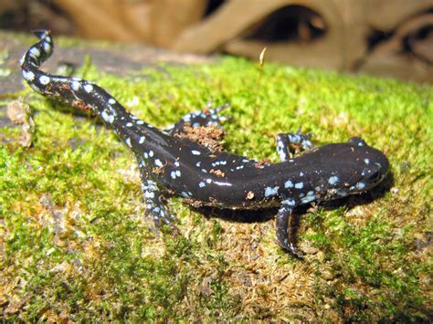 Hometown Hero: The Blue-spotted Salamander – 4-H Animal Science ...