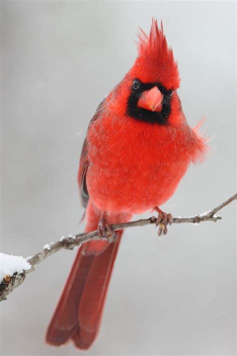 Northern Cardinal during a rare Central Texas snowfall. | Northern ...