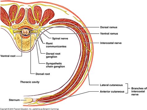 Anterior cutaneous nerve entrapment syndrome (ACNES) - Semantic Scholar