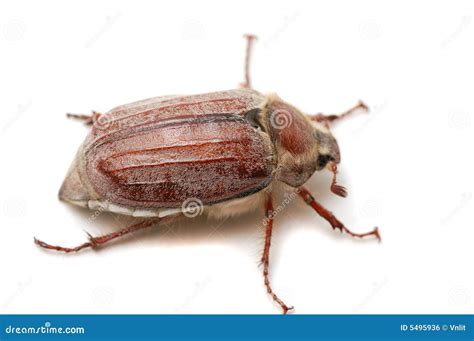 May Bug Royalty Free Stock Image - Image: 5495936