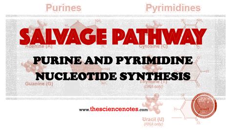 Salvage Pathway: Purine and Pyrimidine Nucleotide Synthesis