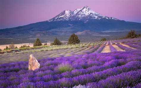 Lavender Fields Wallpaper - WallpaperSafari