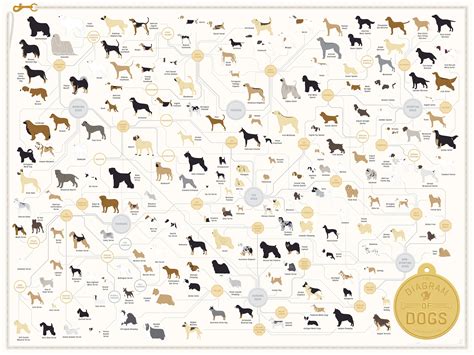 181 Dog Breeds On One Very Good Poster