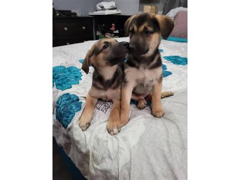 8 weeks old German Sheprador puppies Akron - Puppies for Sale Near Me