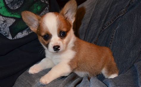 Cheagle, Chiweenie, Chug: 18 Cute Chihuahua Mixes You've Gotta See ...