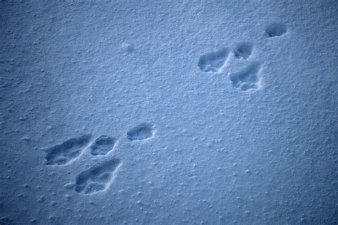 Snowshoe Hare Tracks