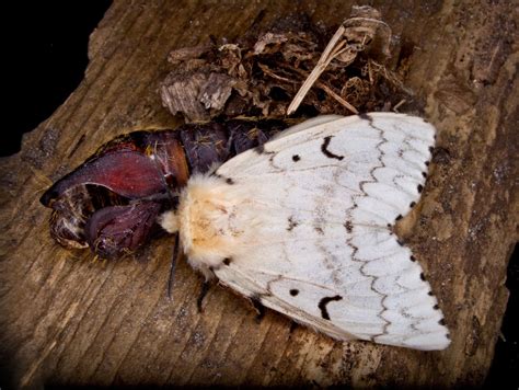 Spongy moth | Description, Caterpillar, Invasive Species, Life Cycle ...