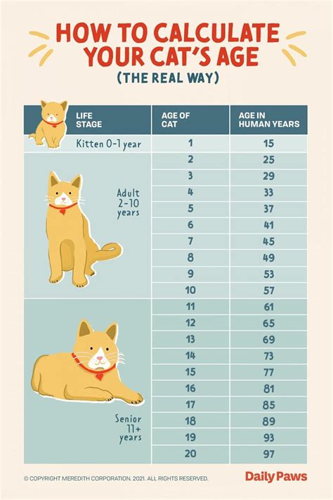 Warrior Cats Age Chart