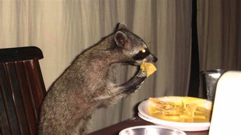 Raccoon Eating Nachos - Parry Gripp - YouTube