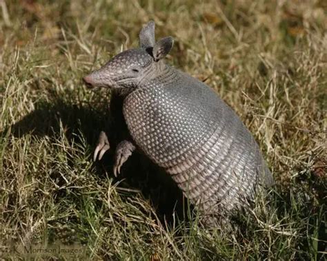 Nine Banded Armadillo Facts | Anatomy, Diet, Habitat, Behavior ...