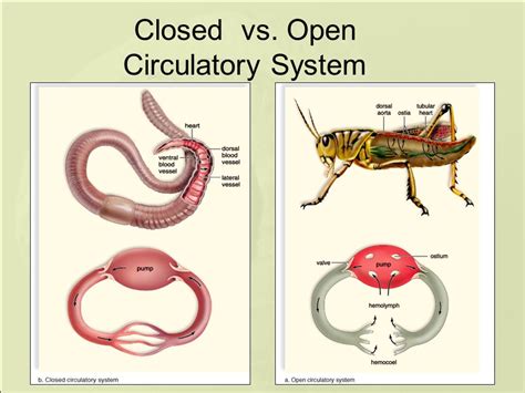 Do Insects Have A Circulatory System - airwavesstory