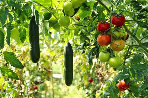 Organic Backyard Vegetable Gardening