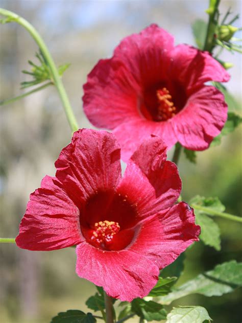 October Rose Hibiscus Bush (hibiscus radiatus) – Urban Perennials