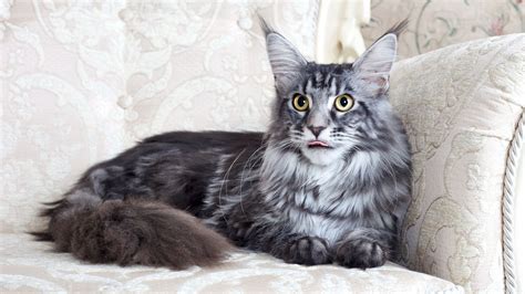 Image - 2048x1152-maine-coon-cat-fluffy.jpg | Animal Jam Clans Wiki ...