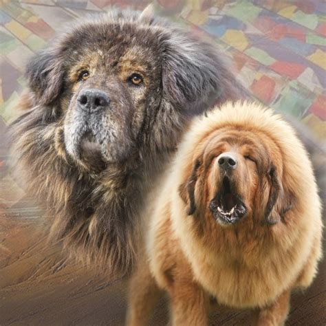 Tibetan Mastiff Lion