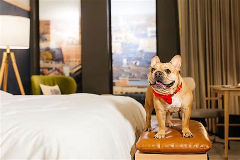 The best pet-friendly hotel in every state | loveexploring.com